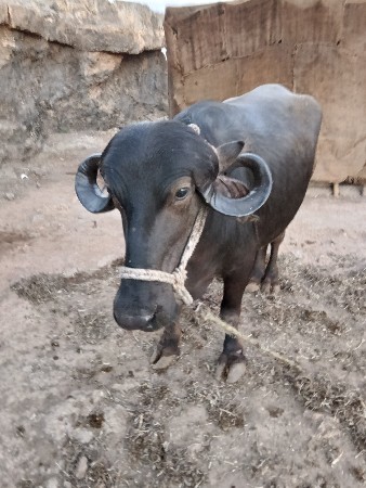 ખડેલી વેચવા ની છે પેલું વેતર છે