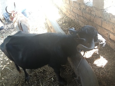 વેશવાનિ છે