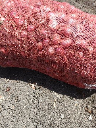 ડુંગળી વેચવાની છે.