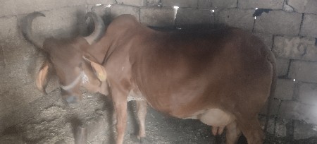 થંબનેલ 3