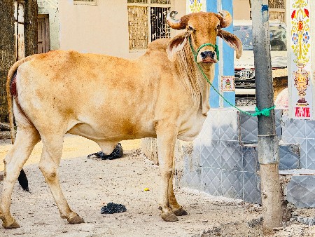 ગીર દેસી હોડકી વેચવાની છે
