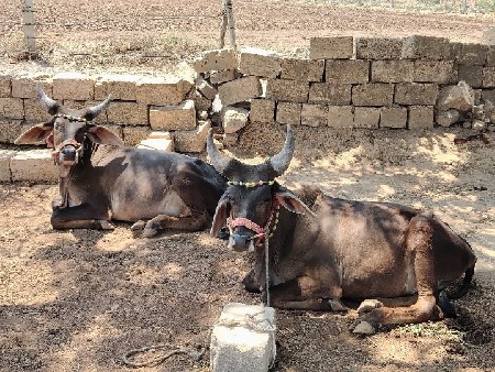 ખીરા ગોઢલા વેચવાના છે.