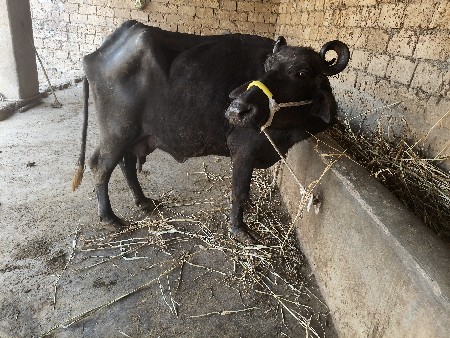 थंबनेल 2