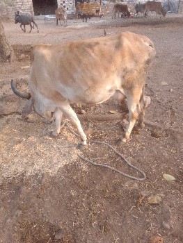 થંબનેલ 3