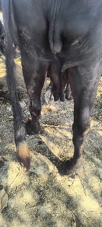 ભેંસ વેચવાની છે