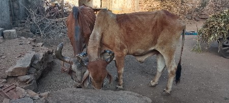 थंबनेल 2