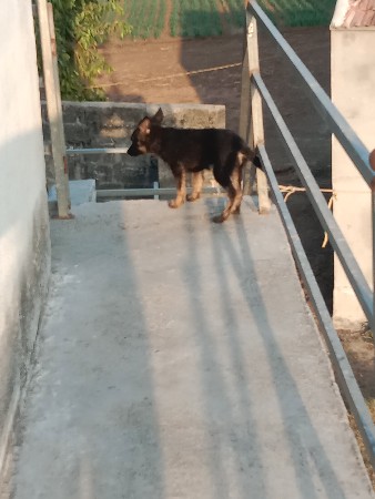 કુતરી છે