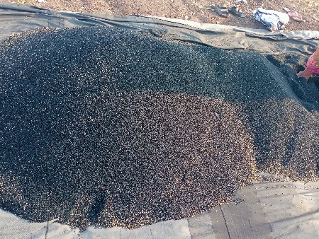 સફેદ ડુંગળી બુઘેલ નું બિયારણ