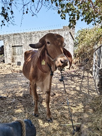 સોન કપીલા, બીજું વેતર