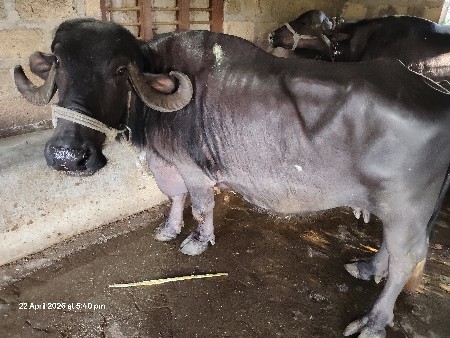 थंबनेल 2