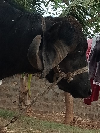 थंबनेल 2