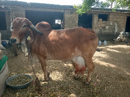 થંબનેલ 3