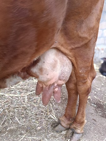 દેશી ગાય વેચવાની છે