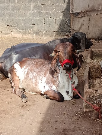 थंबनेल 2