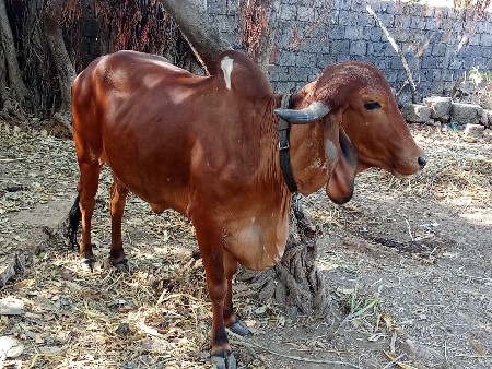 ગાય વેચવાની છે
