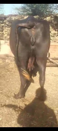 थंबनेल 2