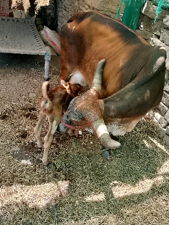 थंबनेल 3