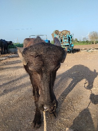 ખળેલી વેચવાની છે