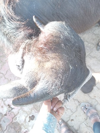 પાડી વેચવાની છે એક વર્ષ દિવસની છે