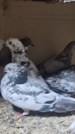 थंबनेल 3