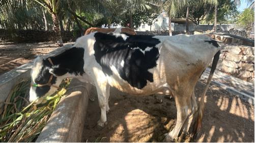 ગાય વેચવાની છે.