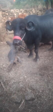 थंबनेल 3