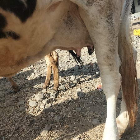 જર્સી બાવળી ગાય છે