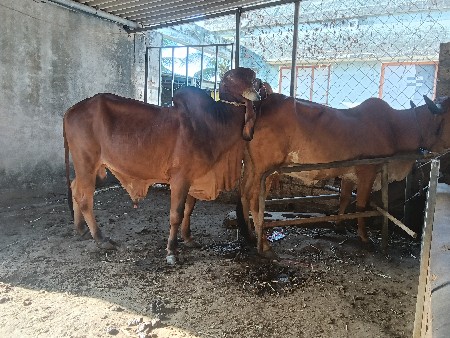 थंबनेल 2