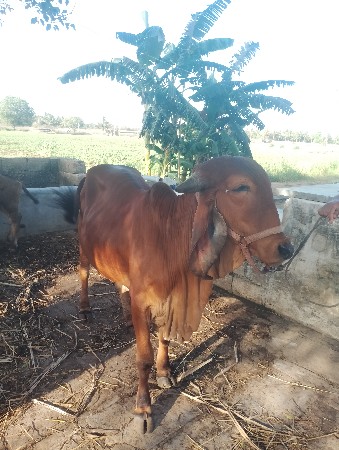 ઑડકિ વેશવાનિ છૈ