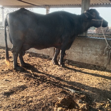 2 ભેસુ વેસવાની છે