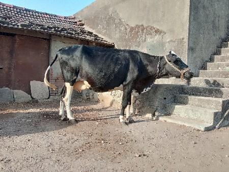 थंबनेल 2