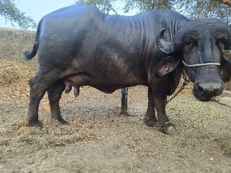 ભેંસ વેચવાની છે