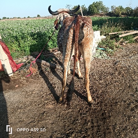 थंबनेल 2