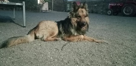 કૂતરો આકરો છે