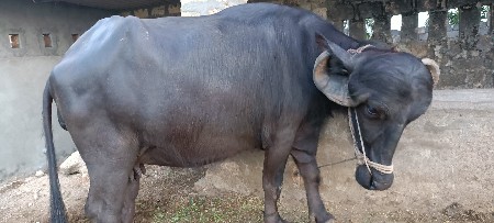 2 ભેંસો વેચવા ની છે