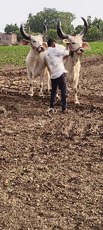 વેચવાના છે જોરદાર બળદ