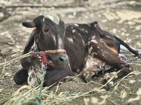 ગાય વેચવાની છે