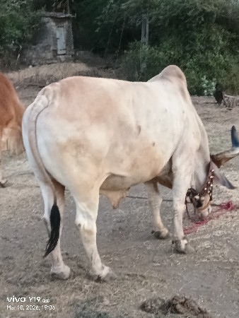 ભરત વેચવાનો છે ત્રણ વાવણી કરેલ છે