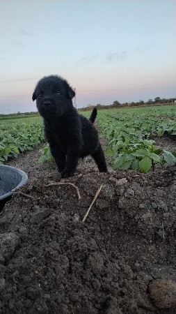 ચેવવાનુ સે