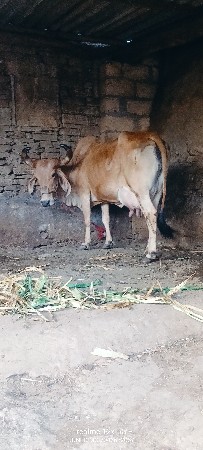 થંબનેલ 3