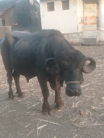 थंबनेल 3