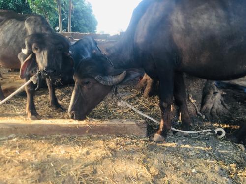 4 પાડી દેવાની છે