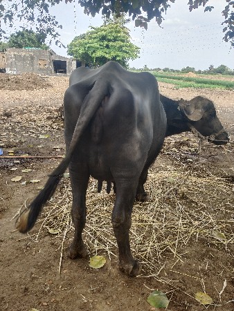 ભેંસ વેચવાનું