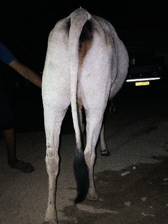 ગાય વેચવાની છે