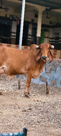 ત્રીજું વેતર છે ગાયને