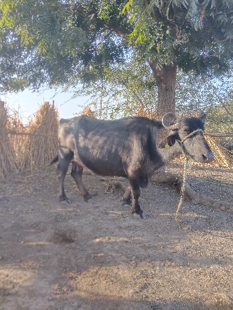 ભેંસ વેચવા ની છે