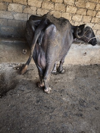 થંબનેલ 4