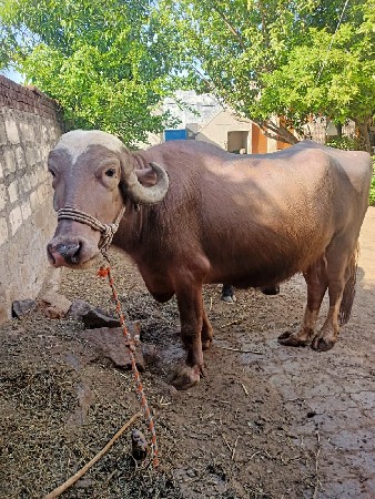 ભુરી ભેંસ વેચવાની છે
