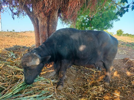 थंबनेल 2