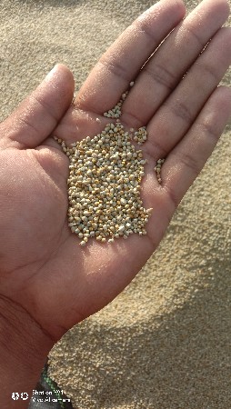 બાજરો દેવાનો સે